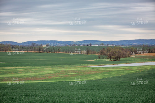 Winter Wheat 270508