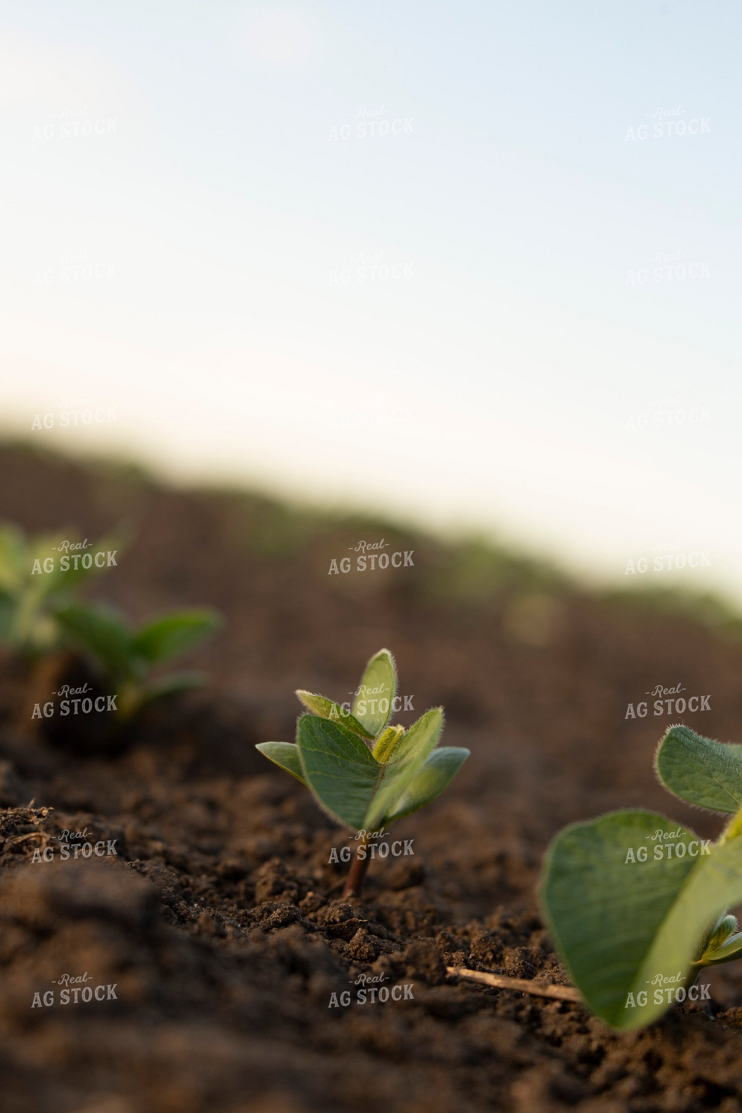 Soybeans - Early Growth 1433