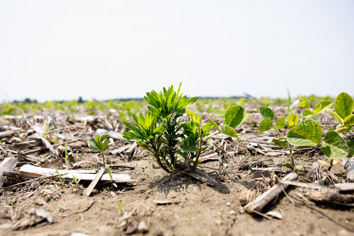 Early Growth Soybeans 178126