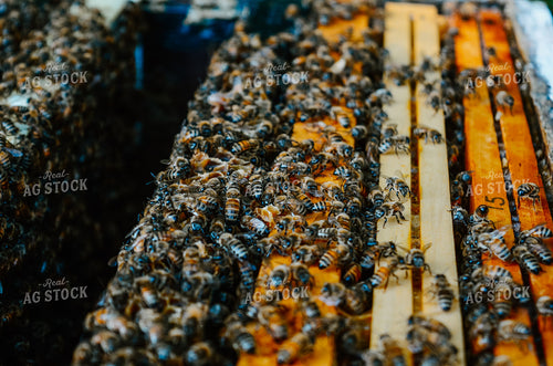 honey bees on Box 125045