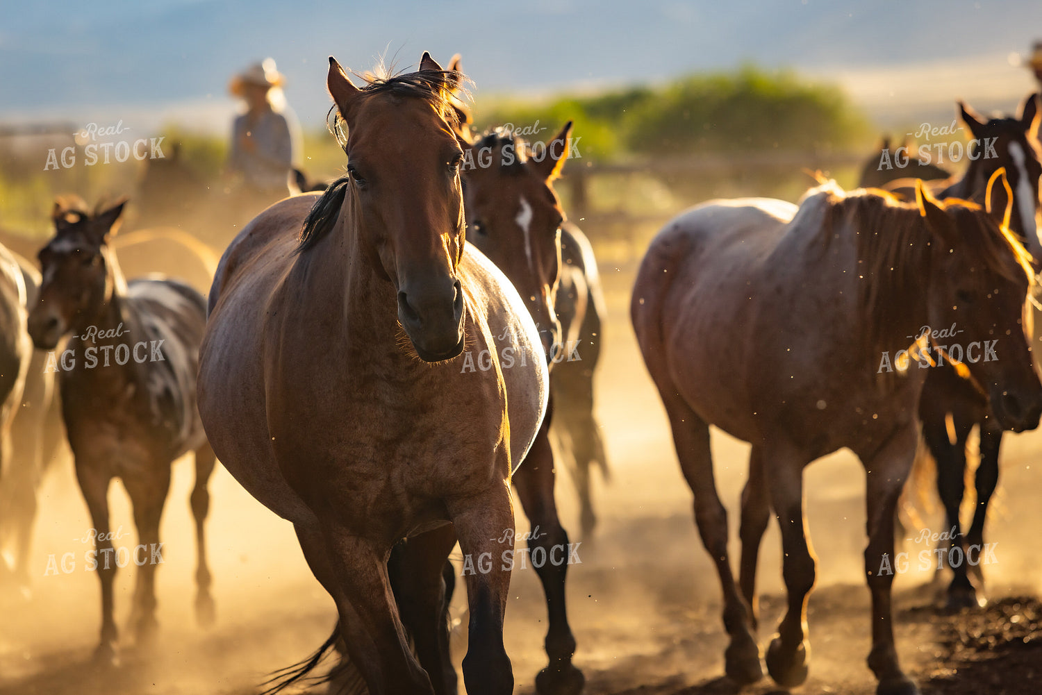 Herd of Horses 290039