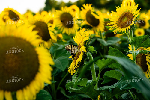 Butterfly on Sunflower 136085