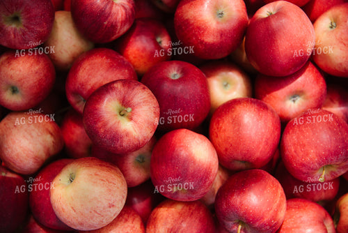 Gala Apples 137083