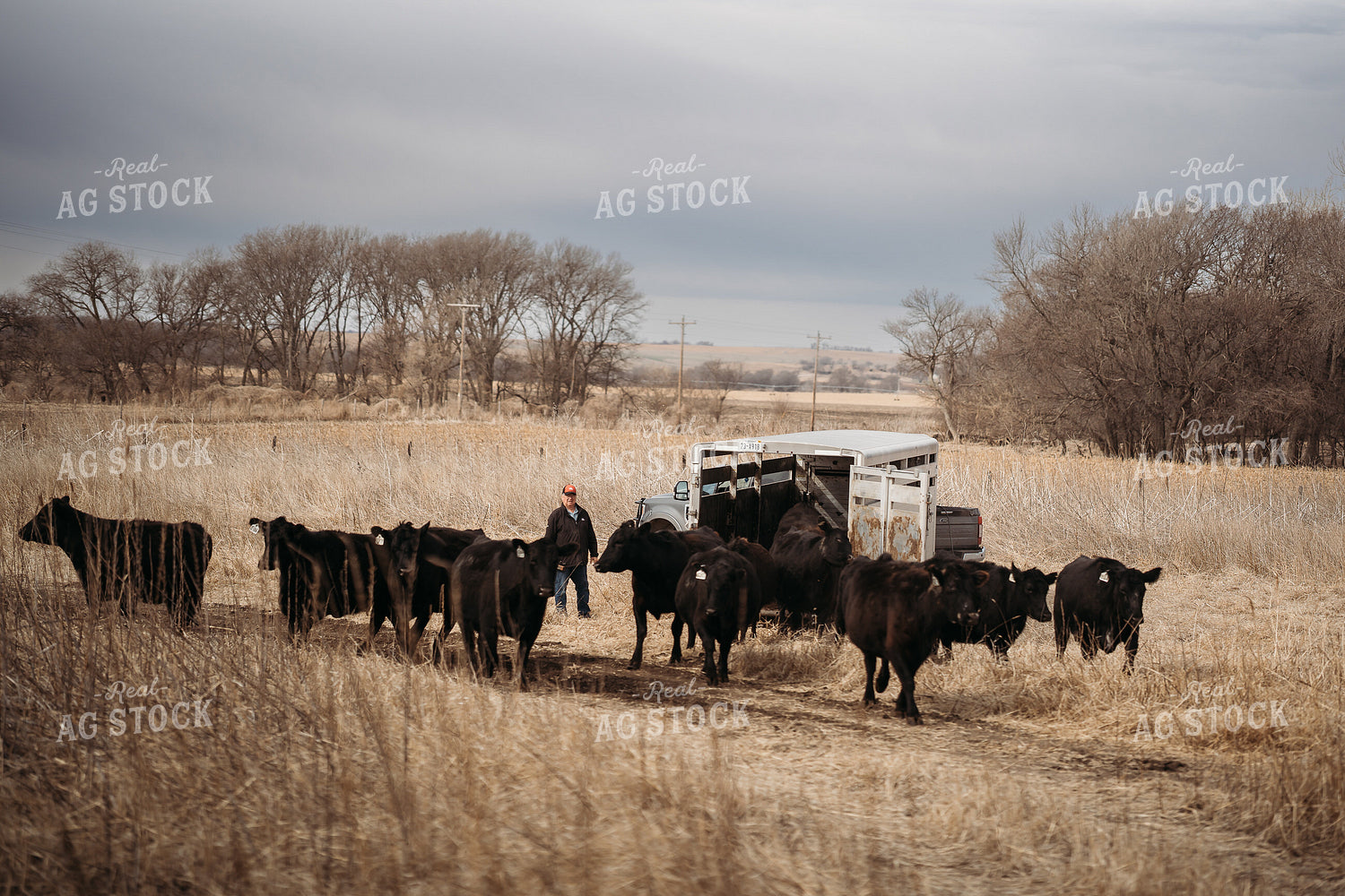 Unloading Cows on Pasture 196218