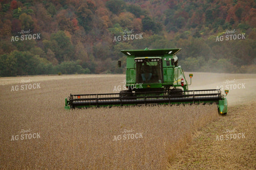 Combine Harvesting Soybeans 52054