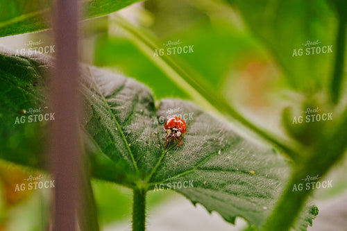 Ladybug on Leaf 125063