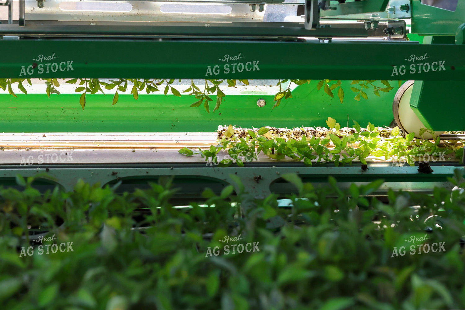 Planting Tomatoes 109134