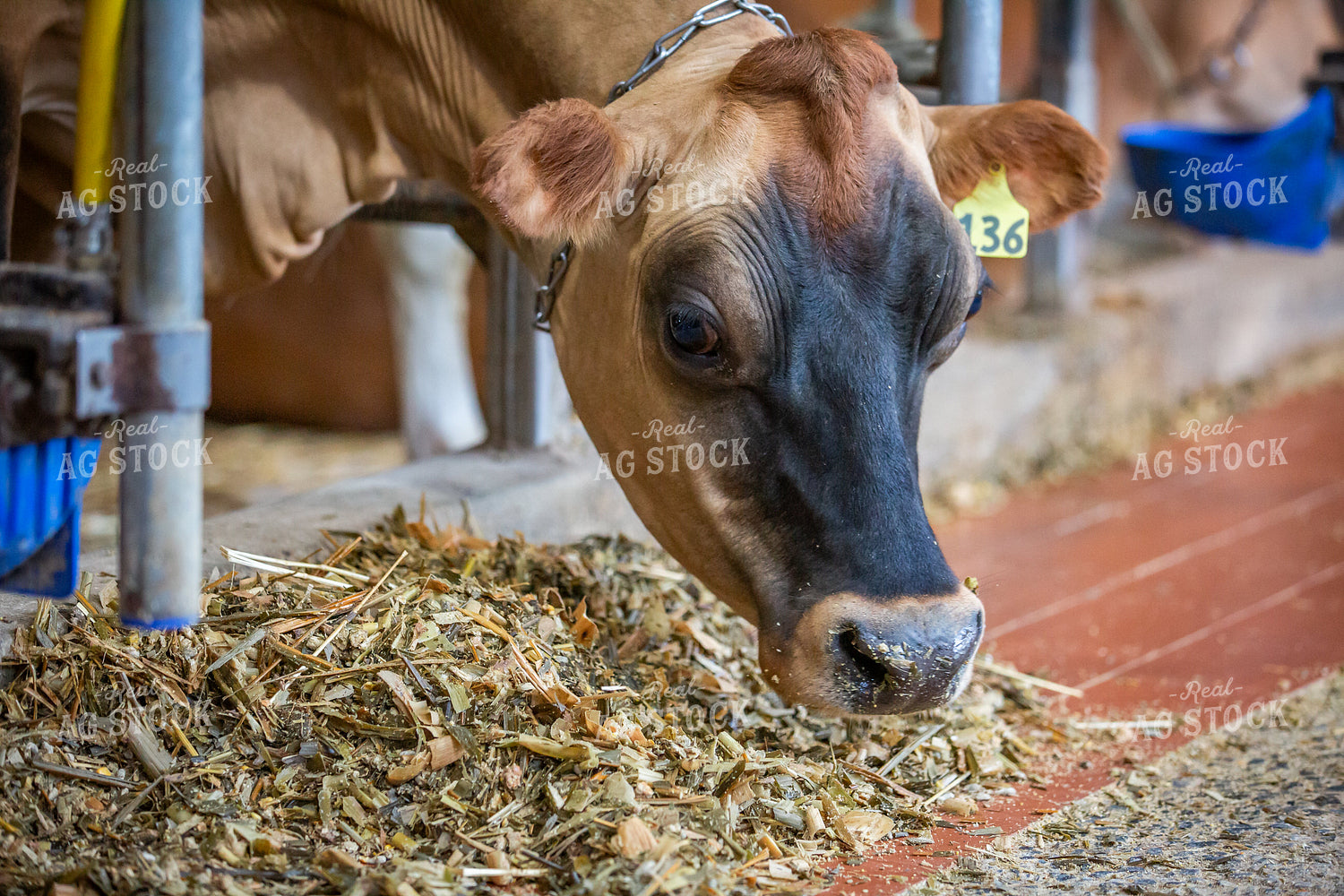 Jersey Cattle Eating in Barn 270474