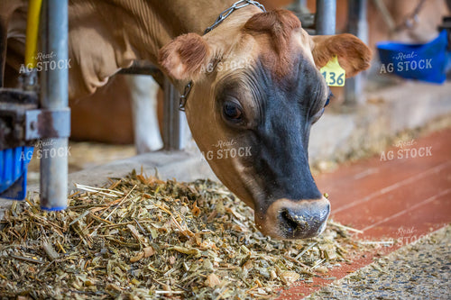 Jersey Cattle Eating in Barn 270474