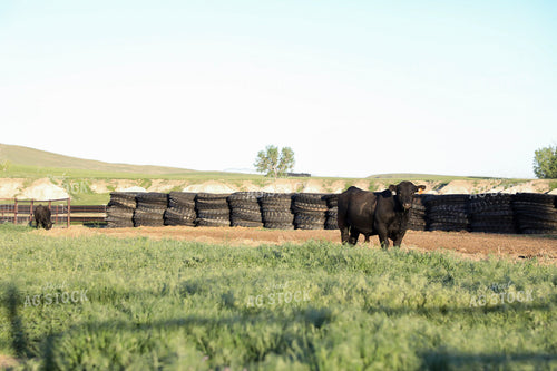 Black Angus Cattle on Pasture 117243
