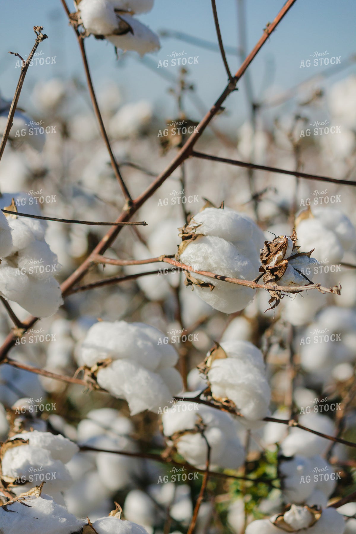 Cotton Bolls 291076