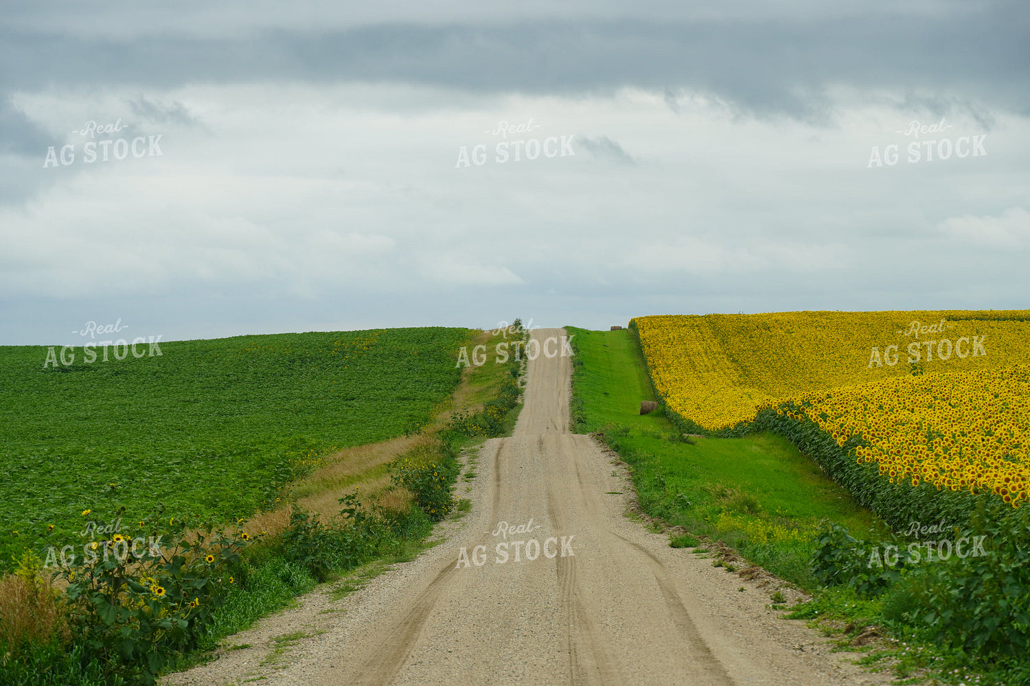 Rural Road with Sunflower Field and Soybeans 65008