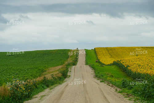 Rural Road with Sunflower Field and Soybeans 65008