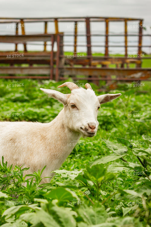 Nigerian Dwarf Goat 155232