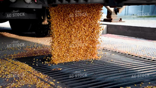 Corn Unloading from Hopper Bottom Semi to Grain Pit - 408