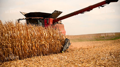 Combine Harvesting Corn 25596