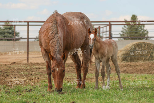 Horse and Foal Grazing 97017