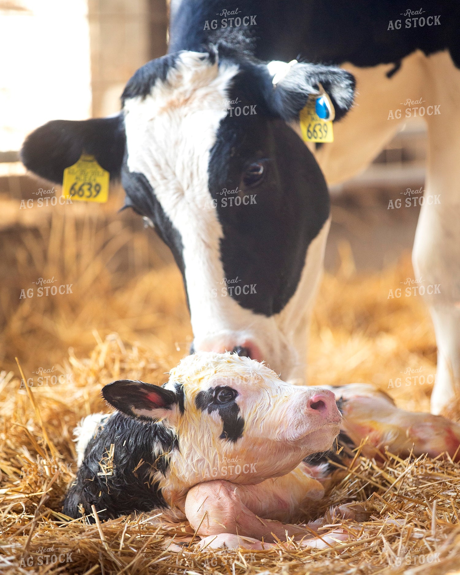 Holstein Cow and Newborn Calf 55231