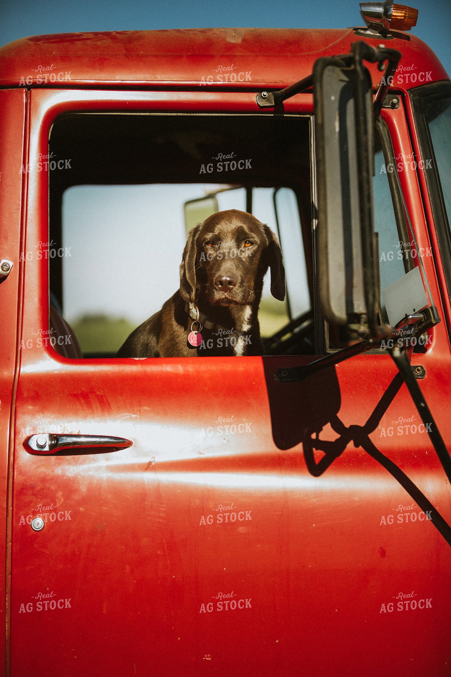 Farm Dog in Tandem Water Truck 4372