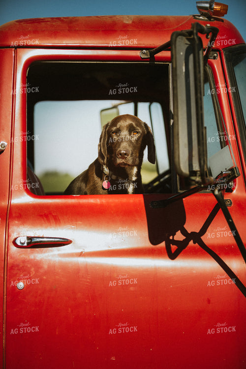 Farm Dog in Tandem Water Truck 4372