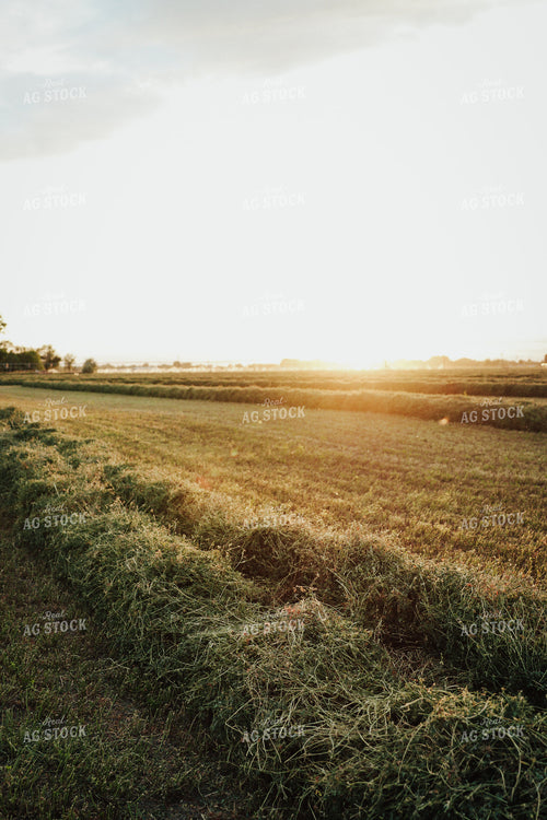 Cut Alfalfa 83148