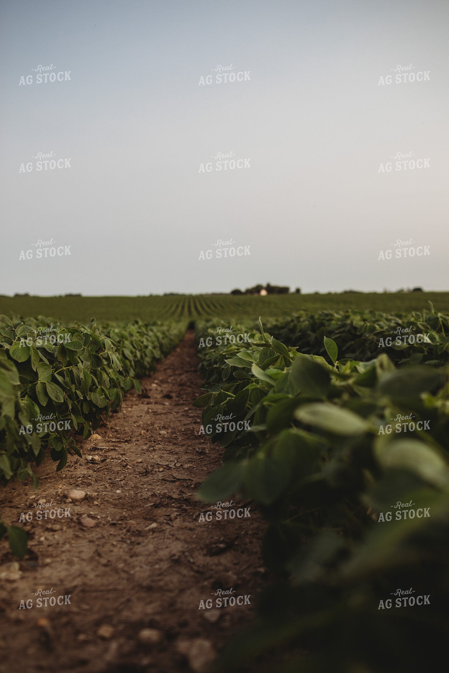 Soybean Field 4620
