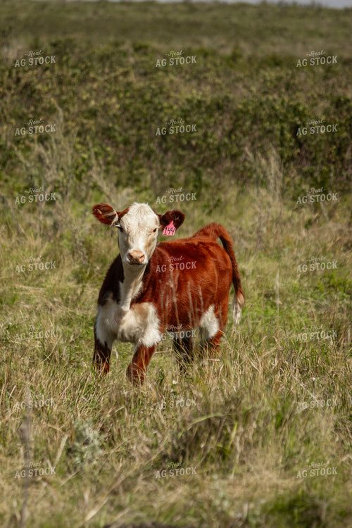 Hereford Calf 155078