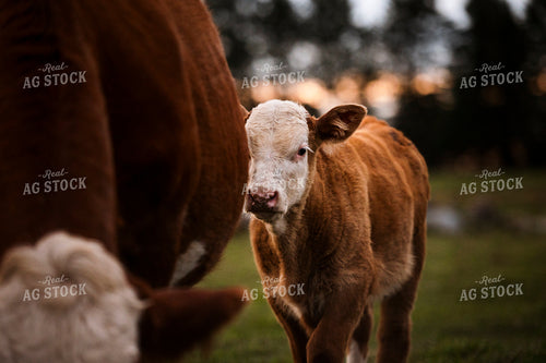 Hereford Cattle 195036
