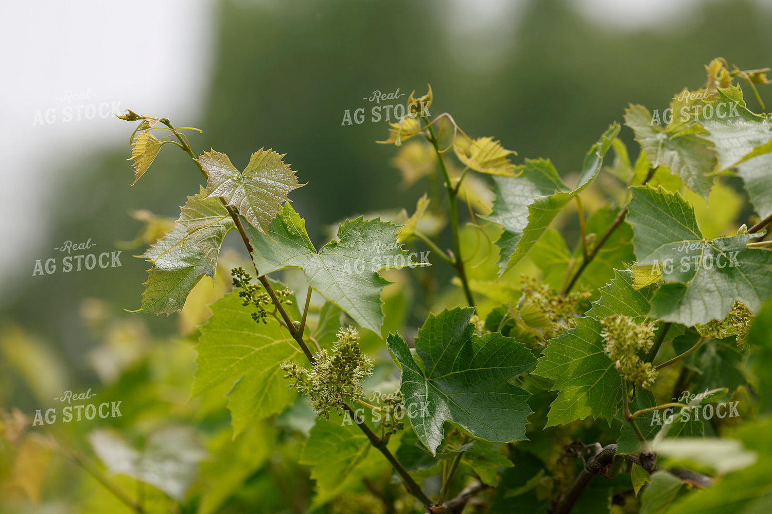 Grape Plant 129116