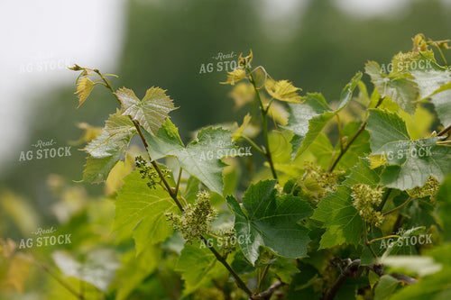 Grape Plant 129116