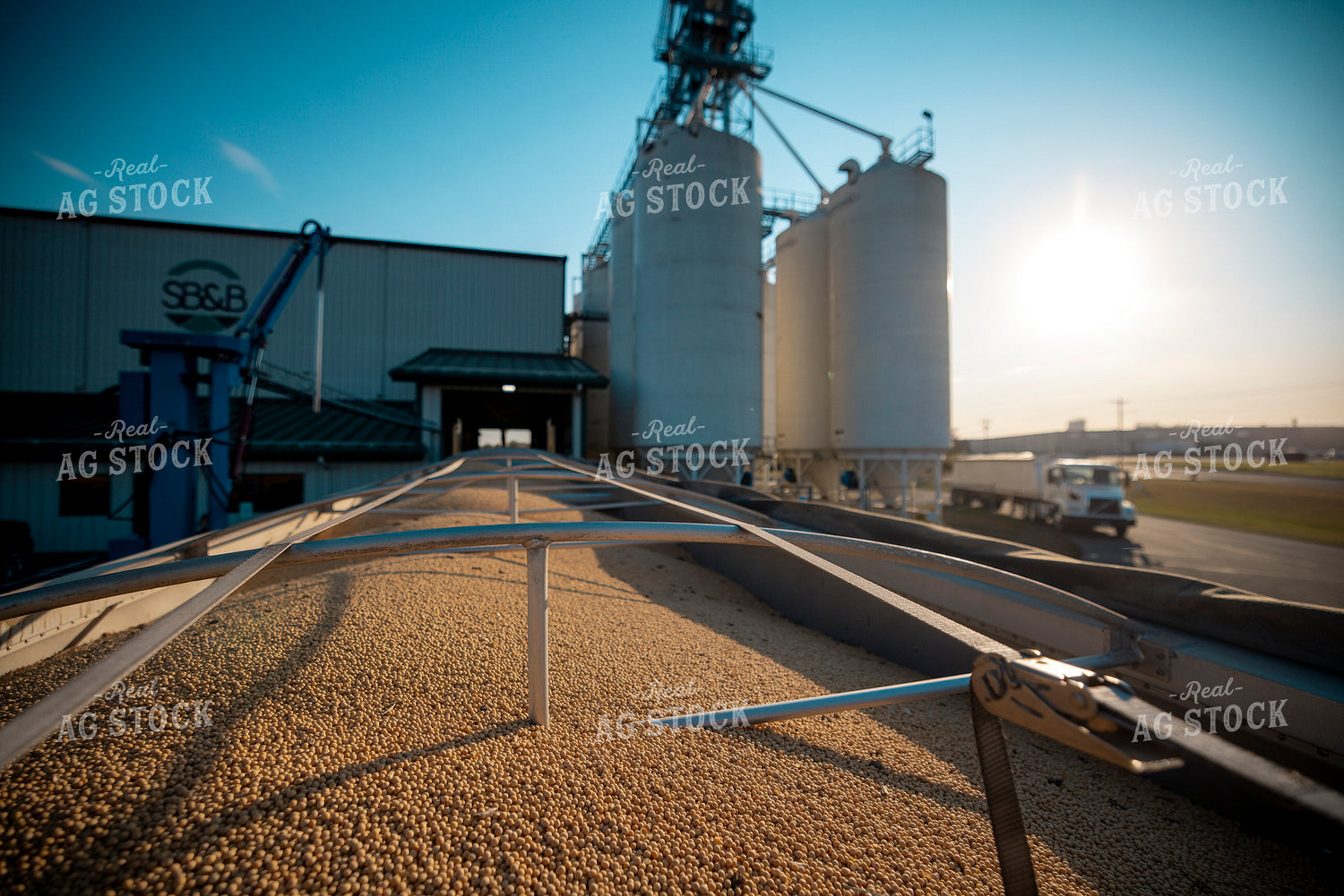 Harvested Soybeans in a Trailer at Elevator 250050