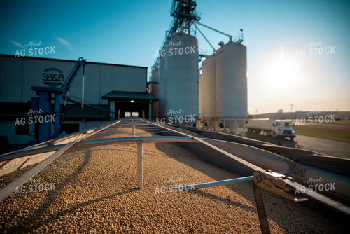 Harvested Soybeans in a Trailer at Elevator 250050