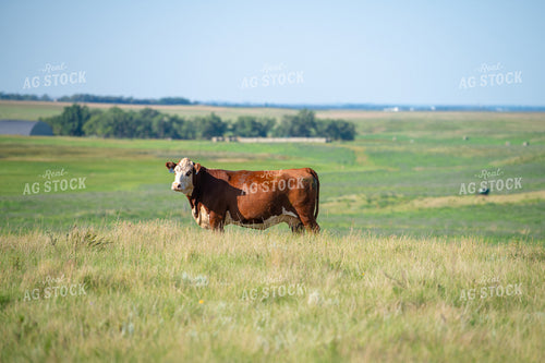 Hereford on Pasture 212116