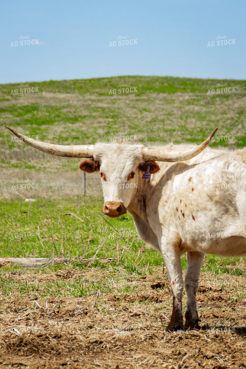 Longhorn Cow Calf Pair 155172