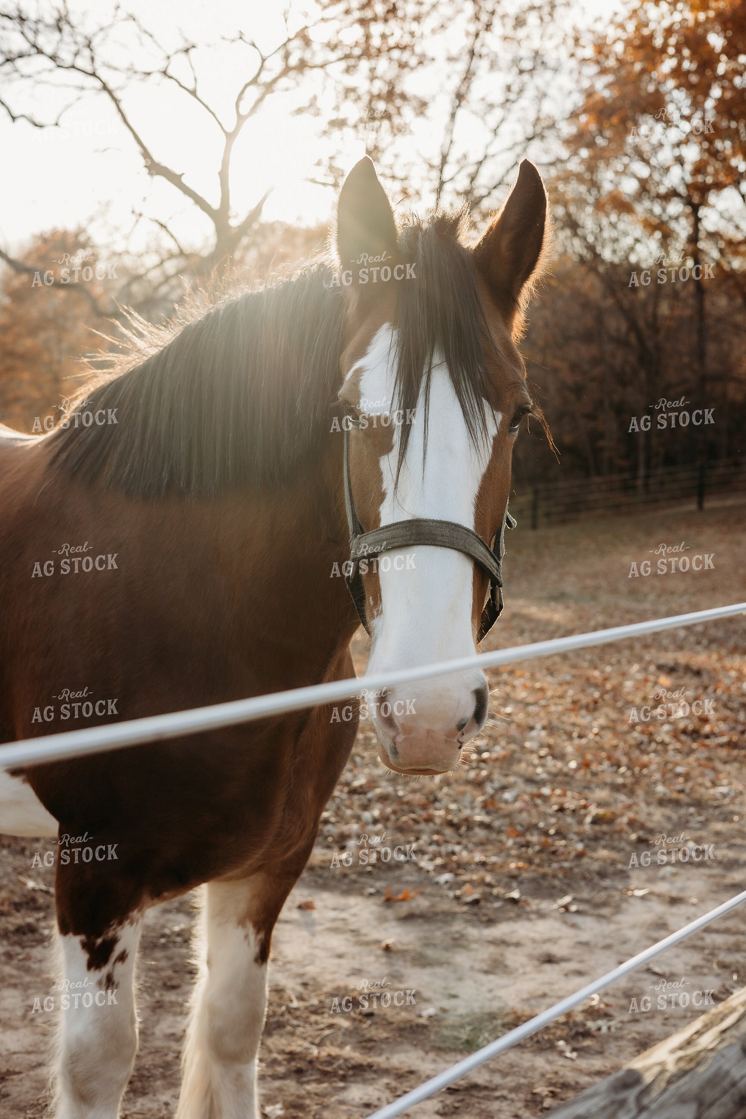 Clydesdale Horses 281064