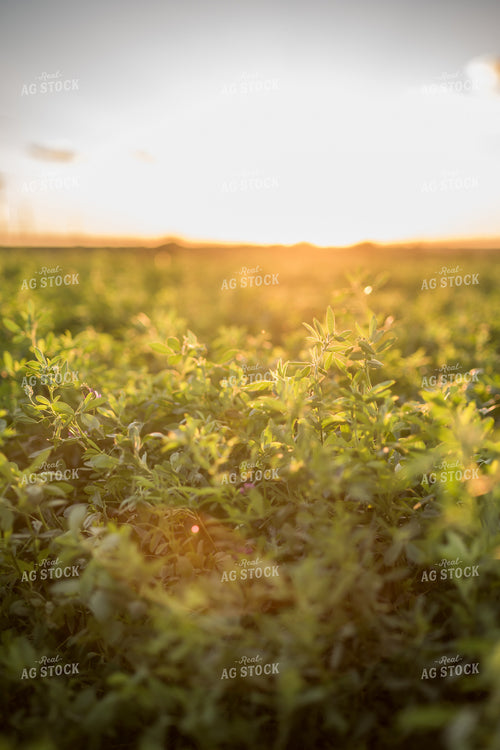 Alfalfa 76580