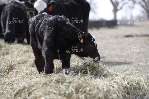 Angus Calf Playing in Hay 117189