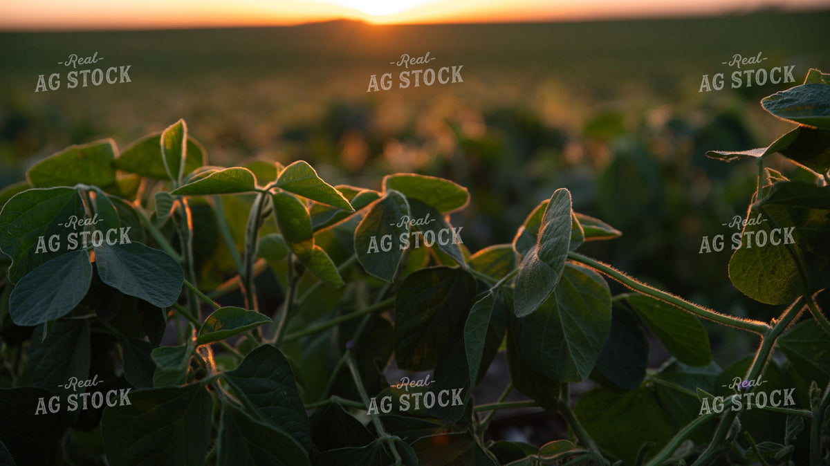 Soybean Field at Sunset with Golden Backlight 401045