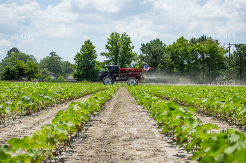 Spreading Dry Fertilizer in Cotton Field 136186