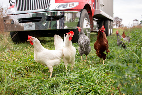 Free Range Chickens 157048