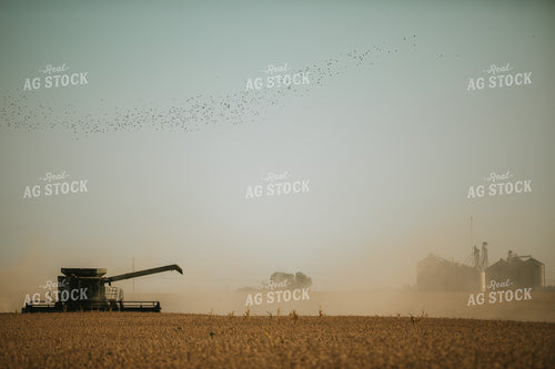 Combine Cutting Soybeans with Grain Elevator in Background 4795