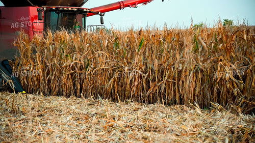 Harvesting Corn on Hilly Ground 25500