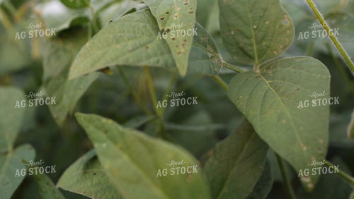 Soybean Video - Pan over Green Soybean Pods 2396