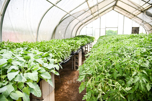 Plants in Greenhouse 90051