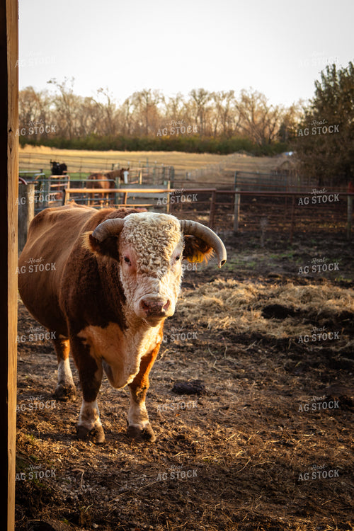 Hereford Bull 268122