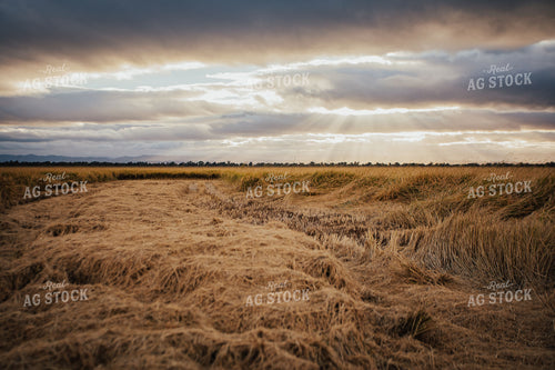 Rice Field 180010
