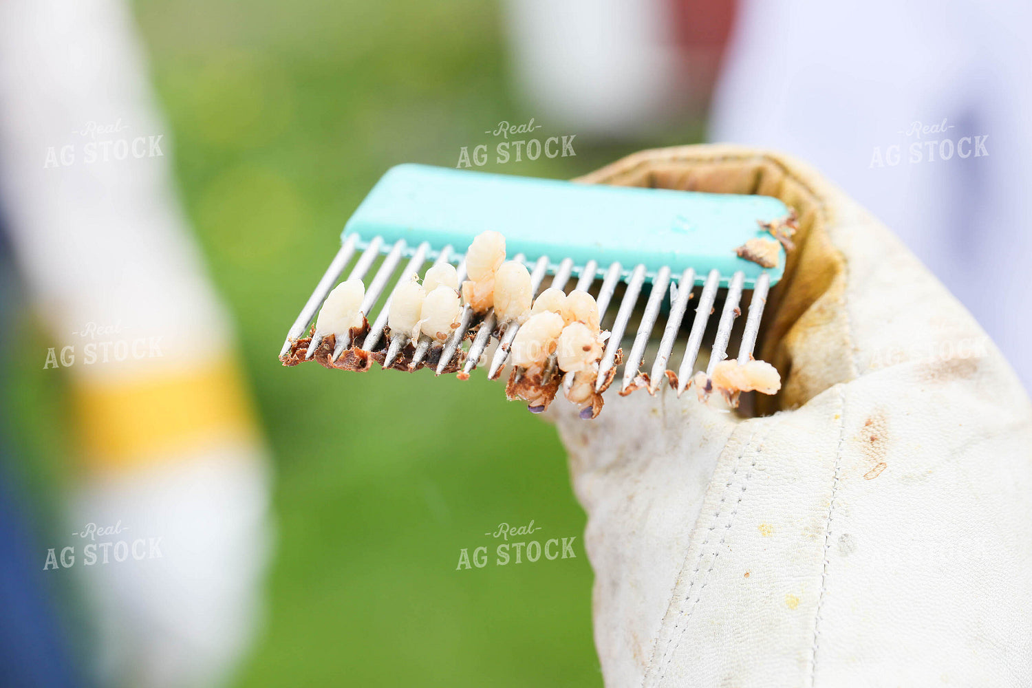 Harvesting Honey 161057