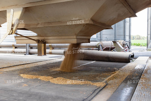 Grain Dumping into Dryer Pit 79310