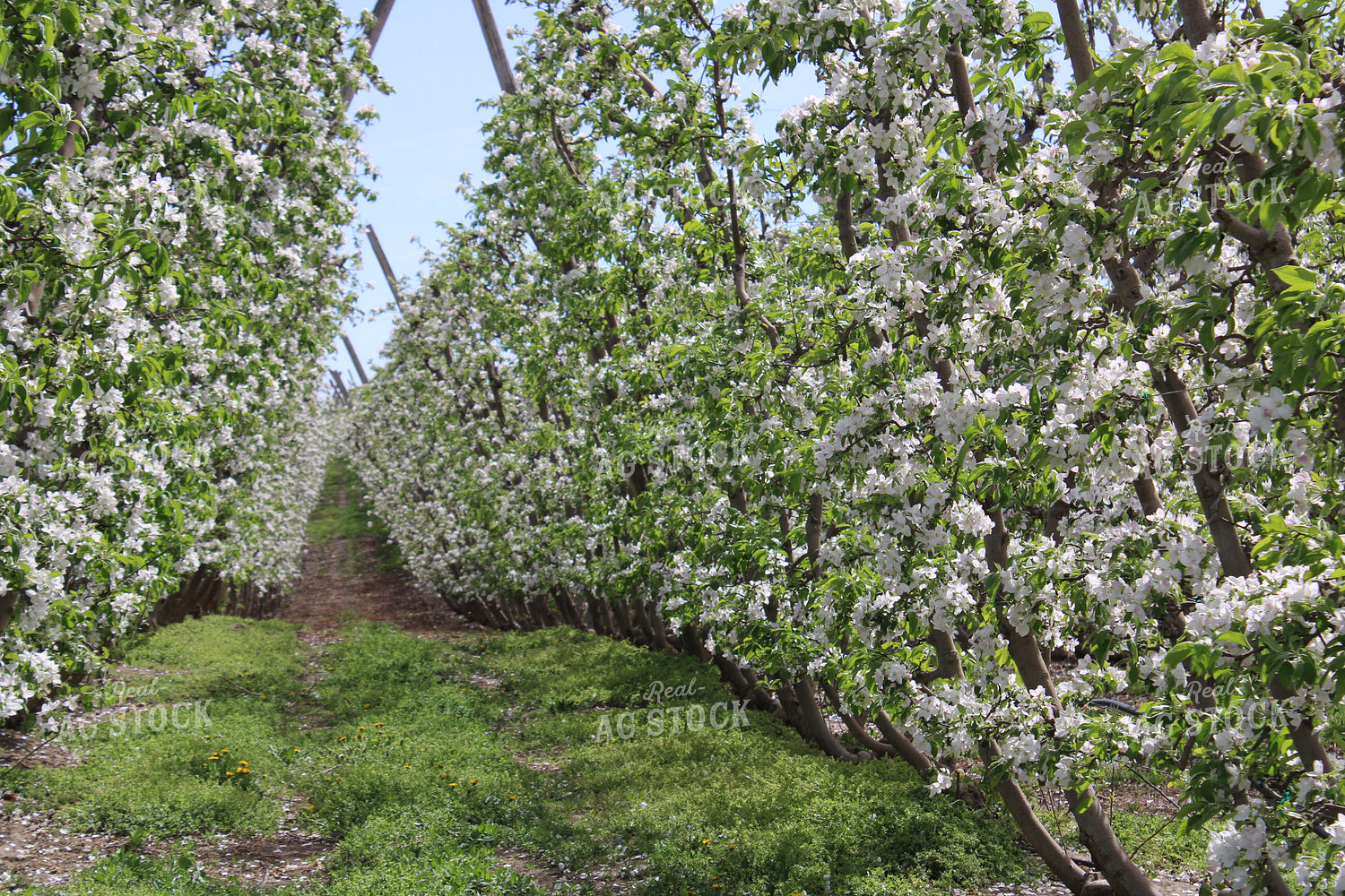 Blossoming Apple Orchard on Trellis 198028