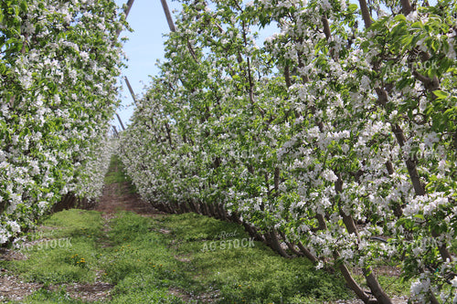 Blossoming Apple Orchard on Trellis 198028